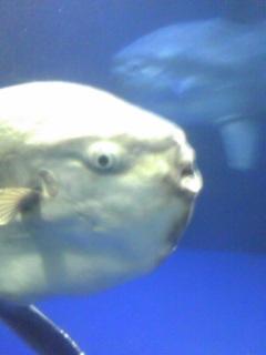 �T���V���C��������