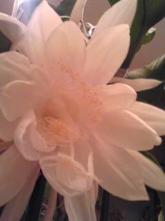 �������l