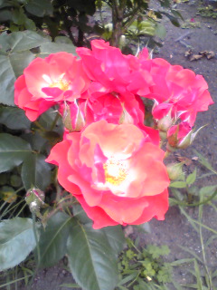 �L������