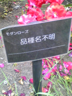 �K�N�̖��O