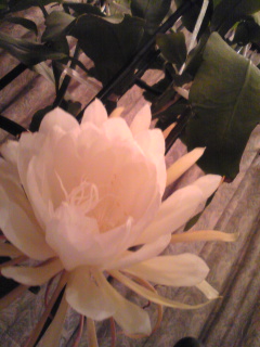 �������l