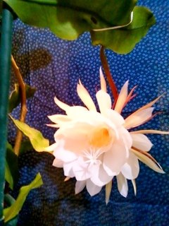 ���N���炫�܂���