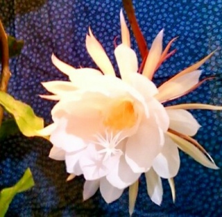 ���N���炫�܂���